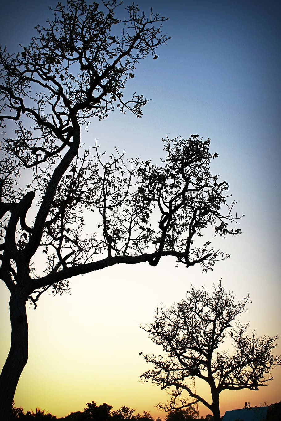 dawn, nature, sky, trees, afterglow, backlit, clear sky, dusk HD wallpaper