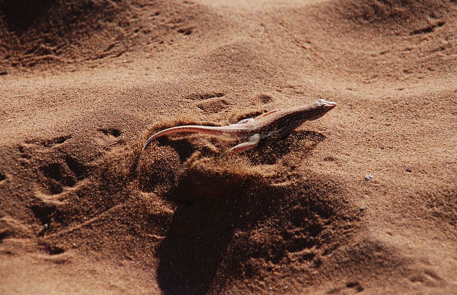 the lizard, desert, sand, gear, traffic, animal, animal themes HD wallpaper