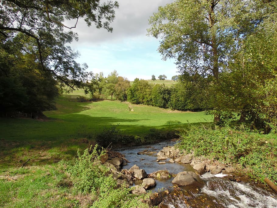 river, nature, meadows, plant, tree, green color, tranquility HD wallpaper