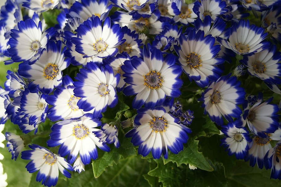 Summer, Flower, Spring, Nature, summer flower, purple, flower head HD wallpaper