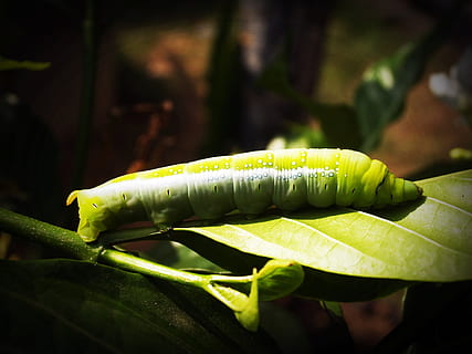 Worm, Closeup, Wallpaper, Tree, green, stick, creepy, poisonous HD wallpaper