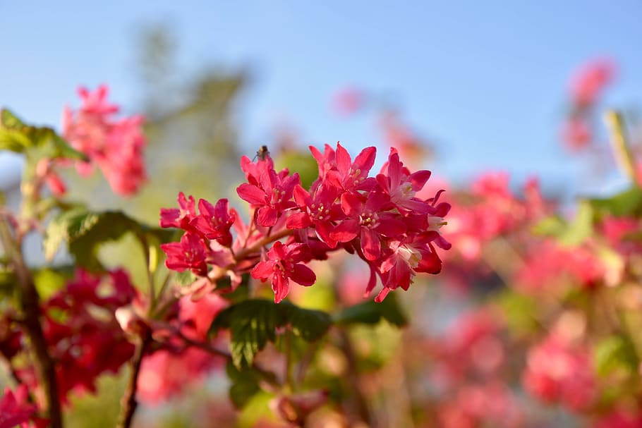 Spring, Currant, Bush, Flowers, Branch, nature, pink Color HD wallpaper
