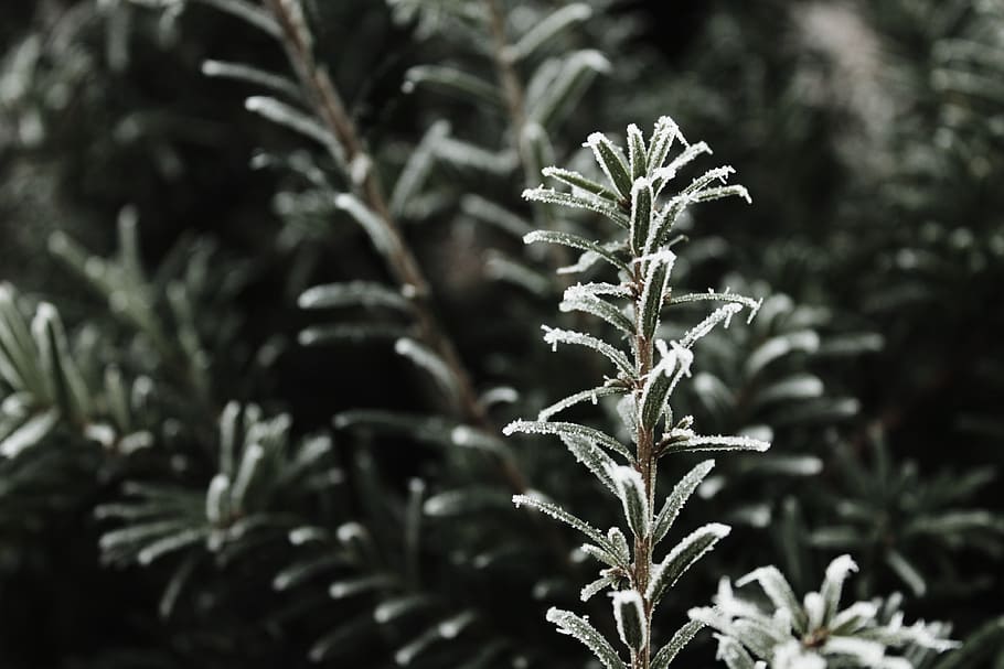 winter, plants, ice, snow, frost, growth, focus on foreground HD wallpaper