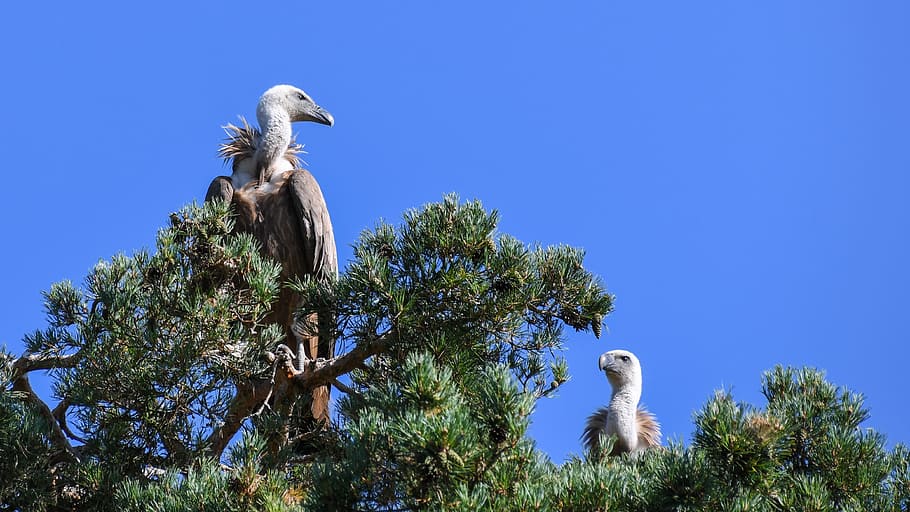 vulture, raptor, bird, griffon vulture, sky, scavenger, tree