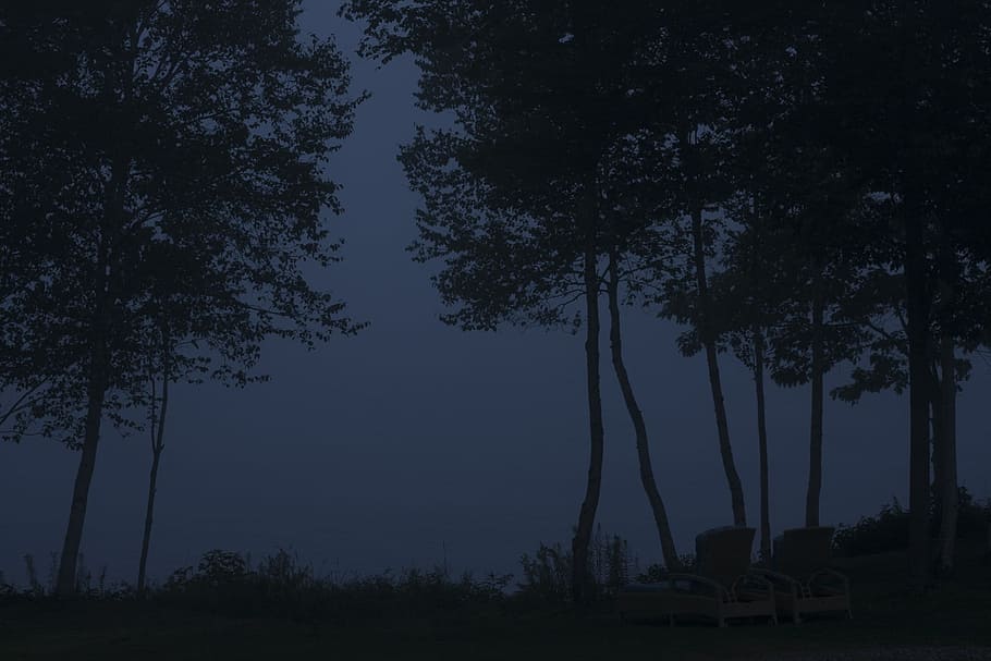 Night, Silhouette, Dark, Tree, trees, organic, agriculture HD wallpaper