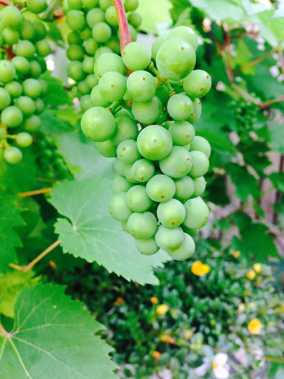 grapes, delicious, summer, fruit, healthy eating, food and drink HD wallpaper