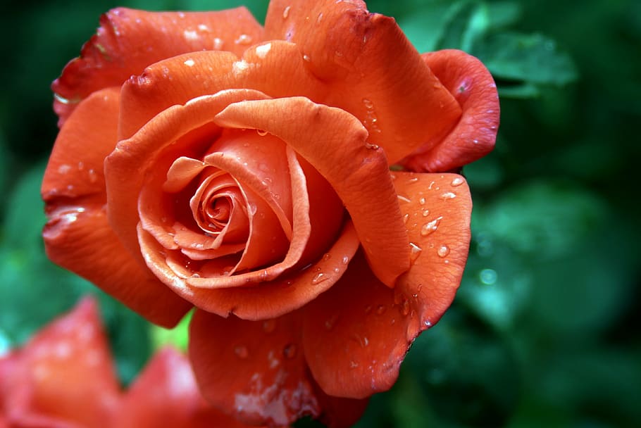 rose, red, blossom, bloom, rose family, romantic, rose bloom HD wallpaper