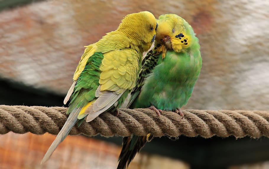 macro photography of two yellow-and-green parakeets, budgerigars