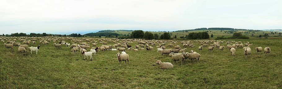 herd of goats on green grass field, sheep, flock, quadruped, schäfer, HD wallpaper