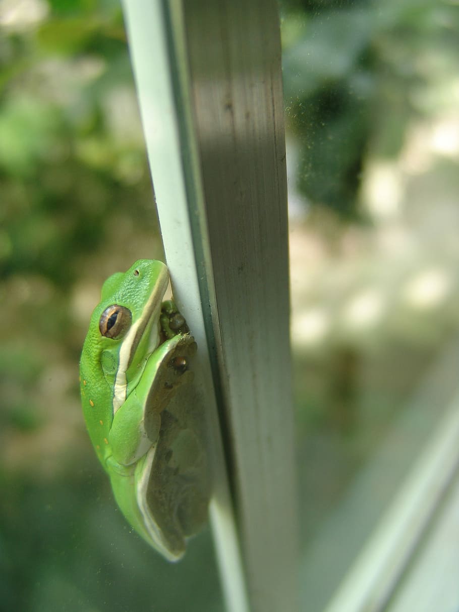 Frog, Window, Nature, Toad, green, funny, glass, house, wildlife HD wallpaper