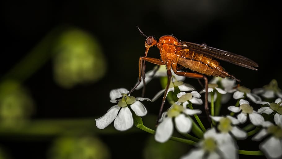 insect, nature, no one, fly, outdoors, macro, flower, animal themes HD wallpaper