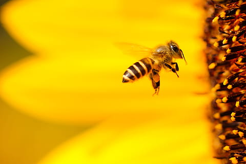 black and white honey bee hovering near yellow flower in closeup photography, selective focus photo of honeybee flying near yellow sunflower HD wallpaper