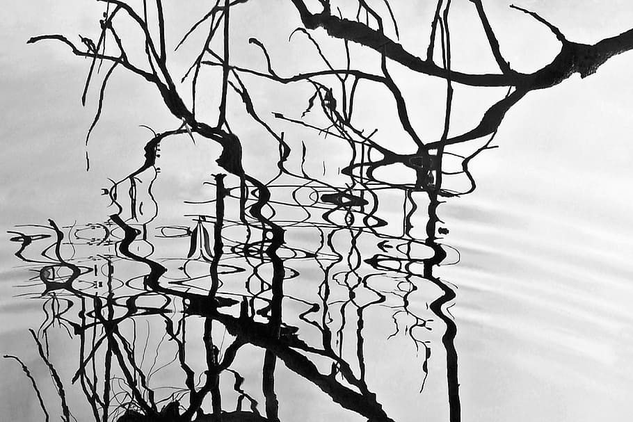 tree branch on body of water, art, reflections, shadows, lake HD wallpaper