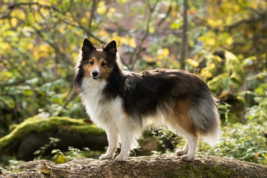 long-coated black, white, and tan dog on tree root, sheltie HD wallpaper