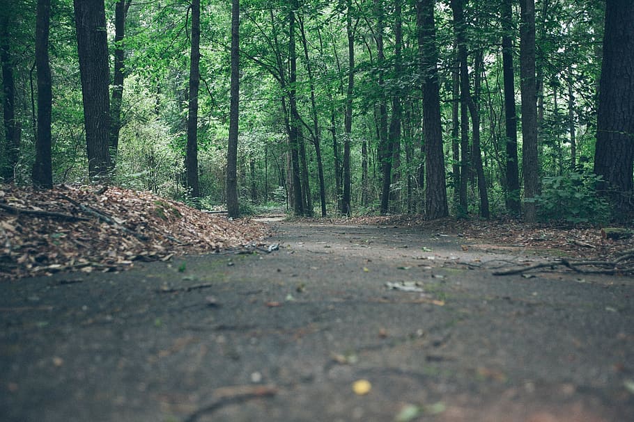 green trees on road, footpath, forest, woods, nature, landscape HD wallpaper