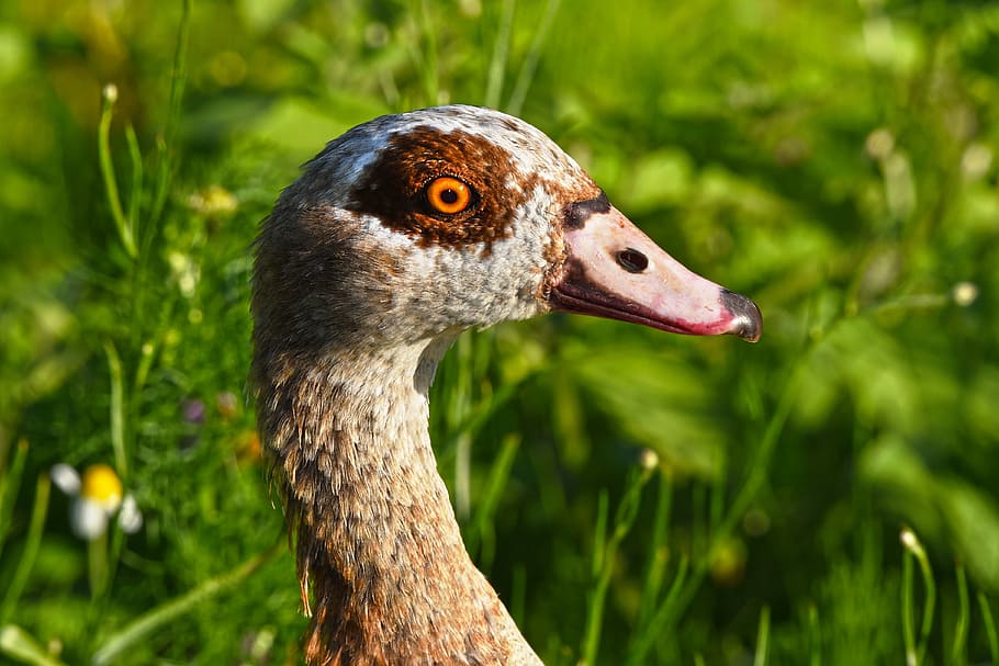 selective focus photo of brown duck on grass field, nile goose, HD wallpaper