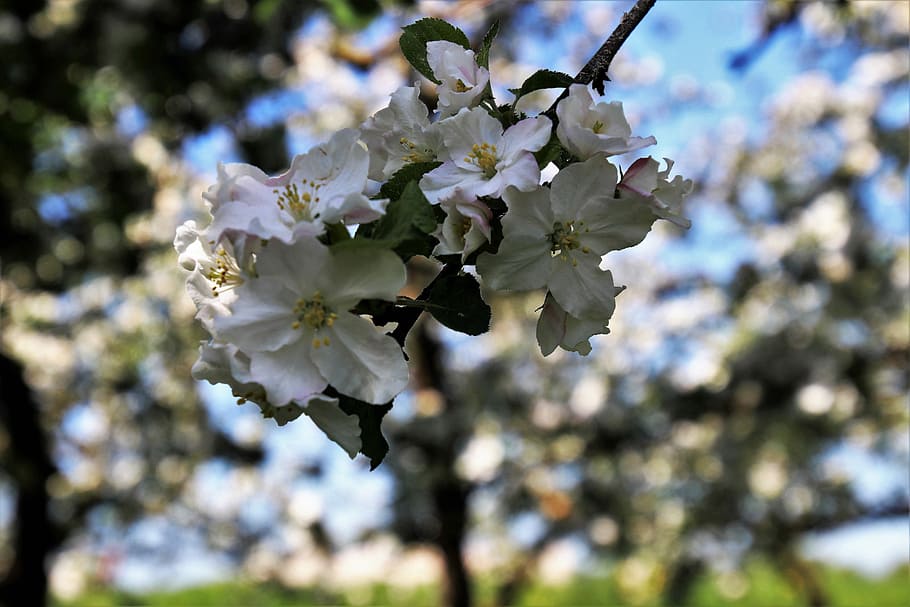 selective focus photo of white petaled flowers, fruit trees, in the morning, HD wallpaper