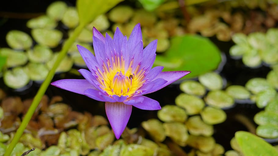 pool, flora, nature, leaf, lotus, flower, blooming, zen, flowering plant HD wallpaper