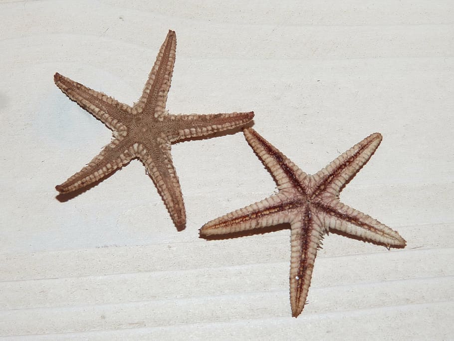 sea star, starfish, star shape, marine, animals in the wild HD wallpaper