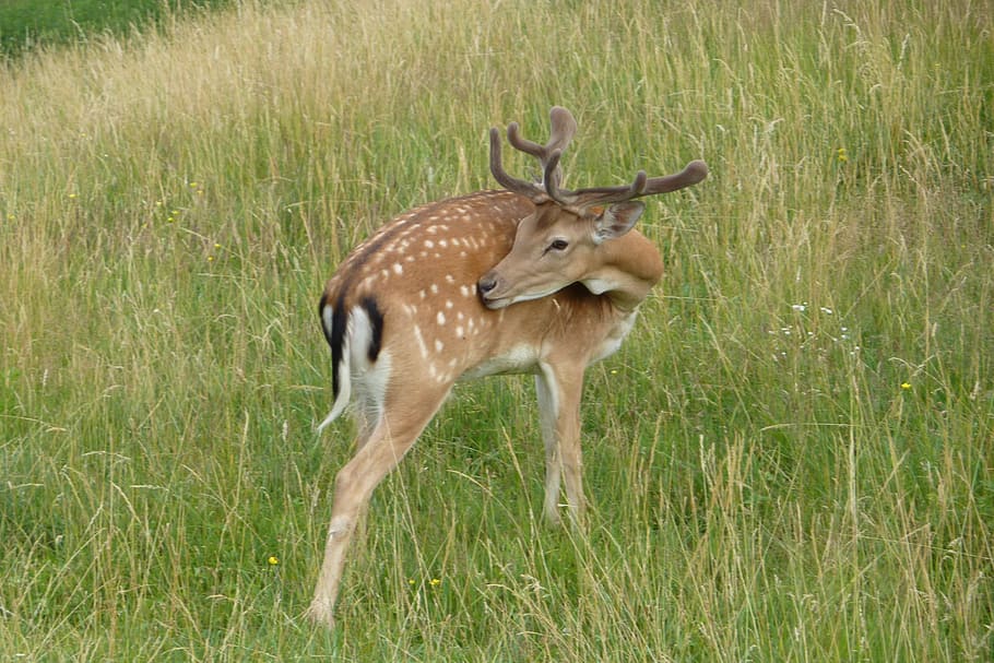 deer, cervid, dama dama, fallow deer, grass, animal, animal themes HD wallpaper