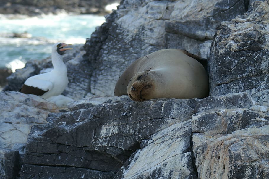 sleeping, seagull, rock, landscape, blue, animal, bird, holiday, HD wallpaper