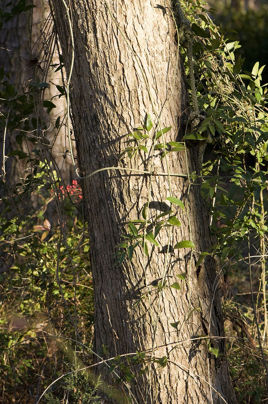 tree, trunk, forest, nature, foliage, growth, green, leaves HD wallpaper