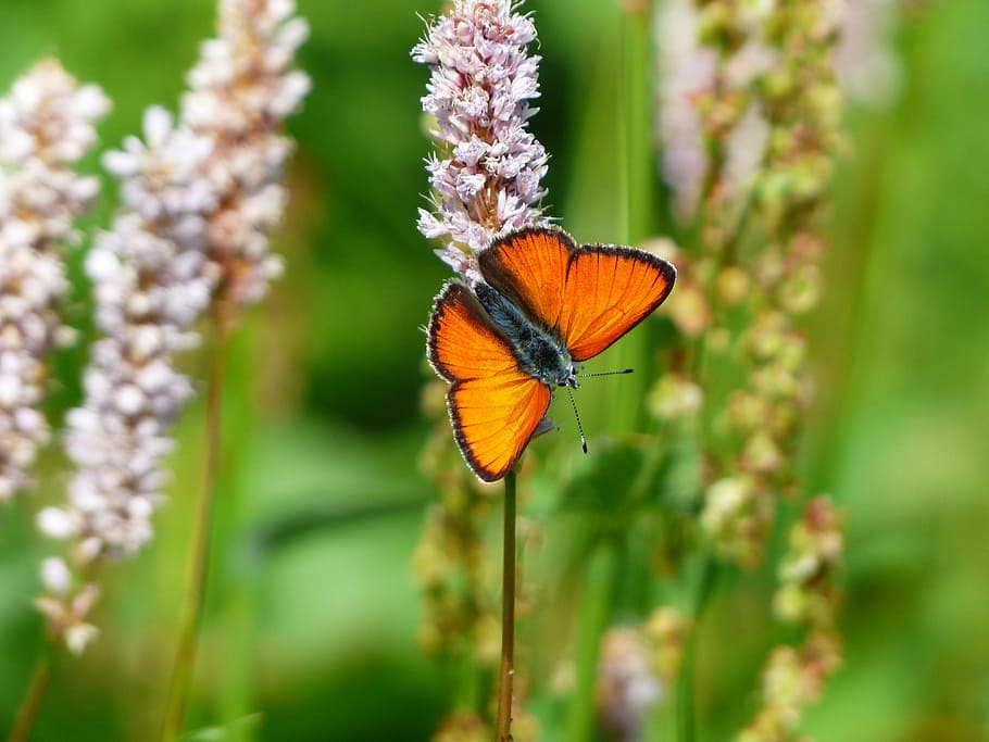 selective focus photo of orange butterfly on pink petaled flower HD wallpaper