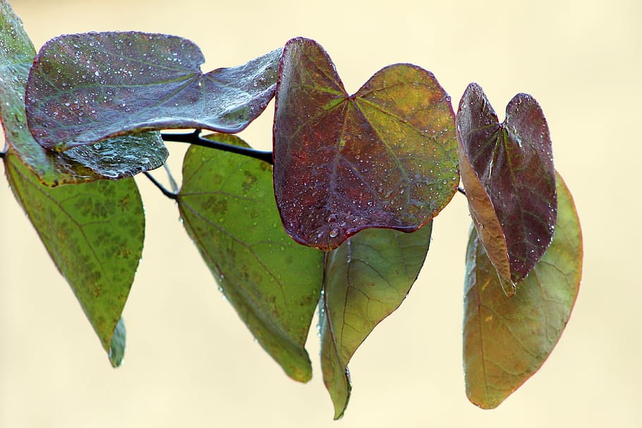 leaves, leaf, colorful, spring, rain, raindrop, purple, green HD wallpaper