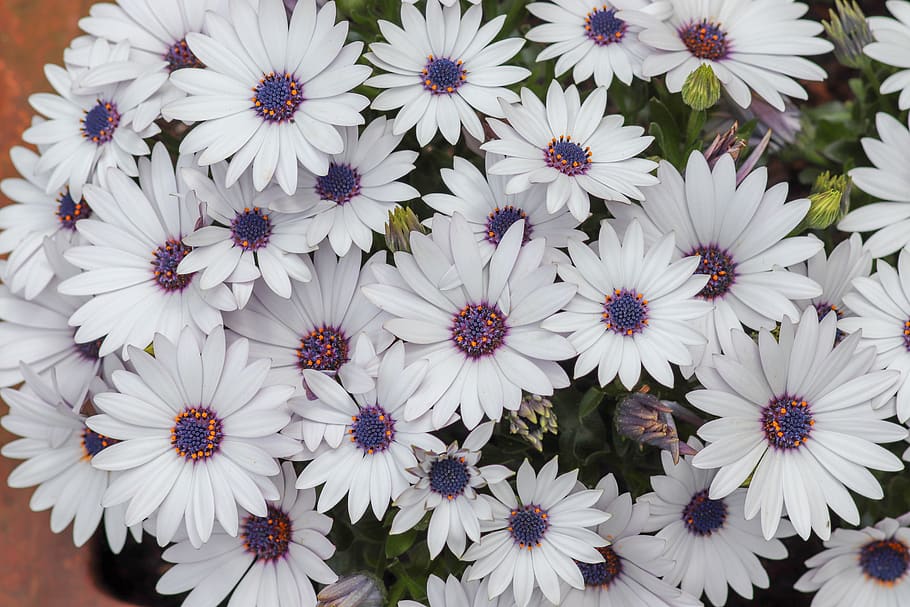 flower, summer, may, spring, white, flowering plant, fragility HD wallpaper