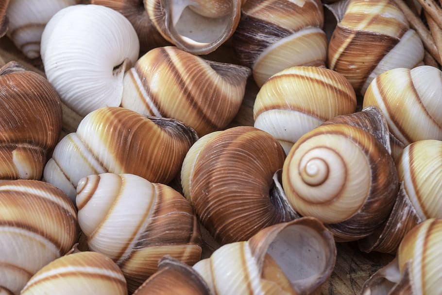 snails, shell, mollusk, close, snail shell, snail shells, naturdeko HD wallpaper