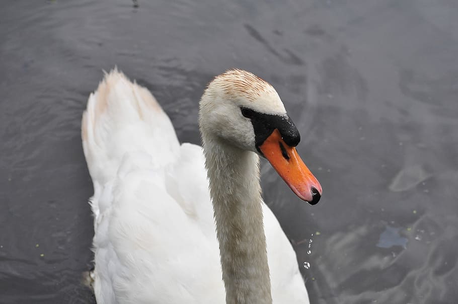 Swan, Water, Bird, animals in the wild, beak, animal themes HD wallpaper
