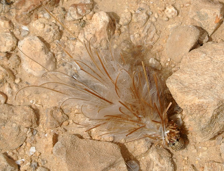 bagworm, moth, larva, feathery, cocoon, bug, nature, fauna HD wallpaper