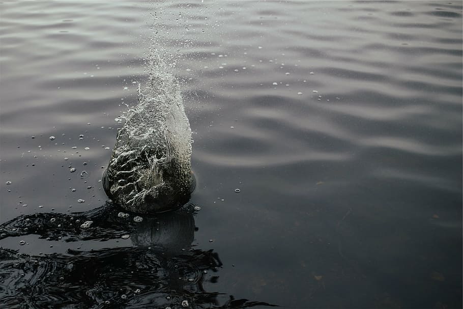 splash of water in close-up photography at daytime, body, fish HD wallpaper
