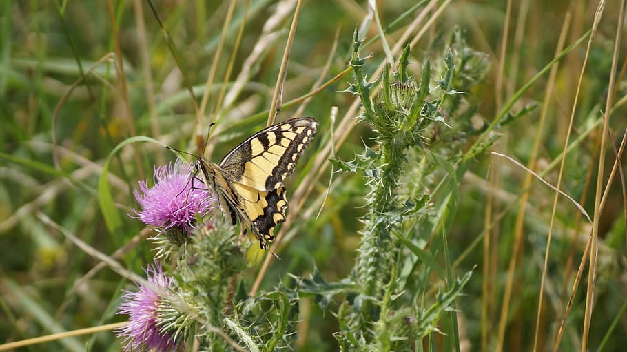 thistle, nature, butterfly, animal wildlife, animal themes HD wallpaper