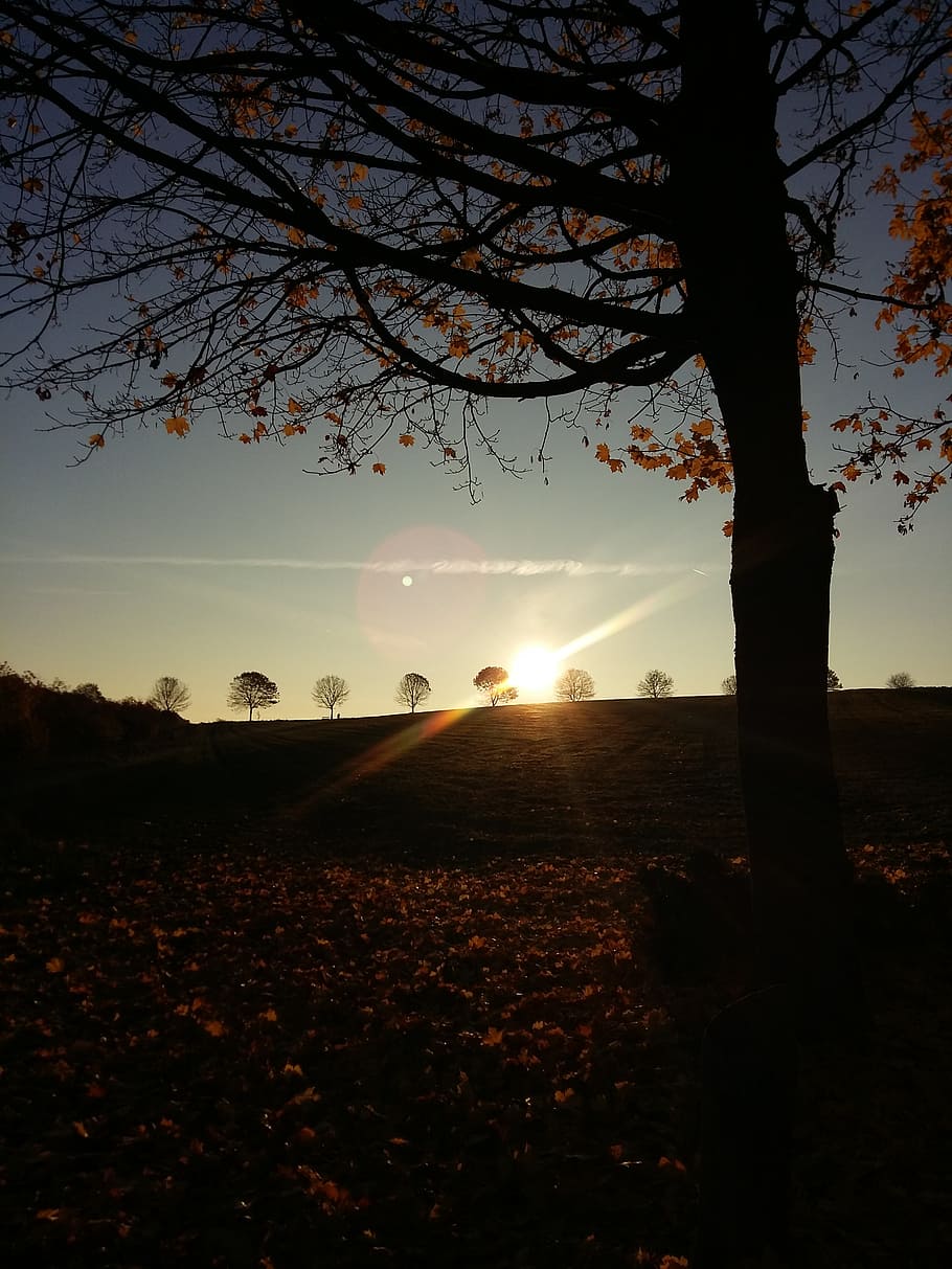 rest, landscape, tree, mood, still, atmospheric, westerwald HD wallpaper