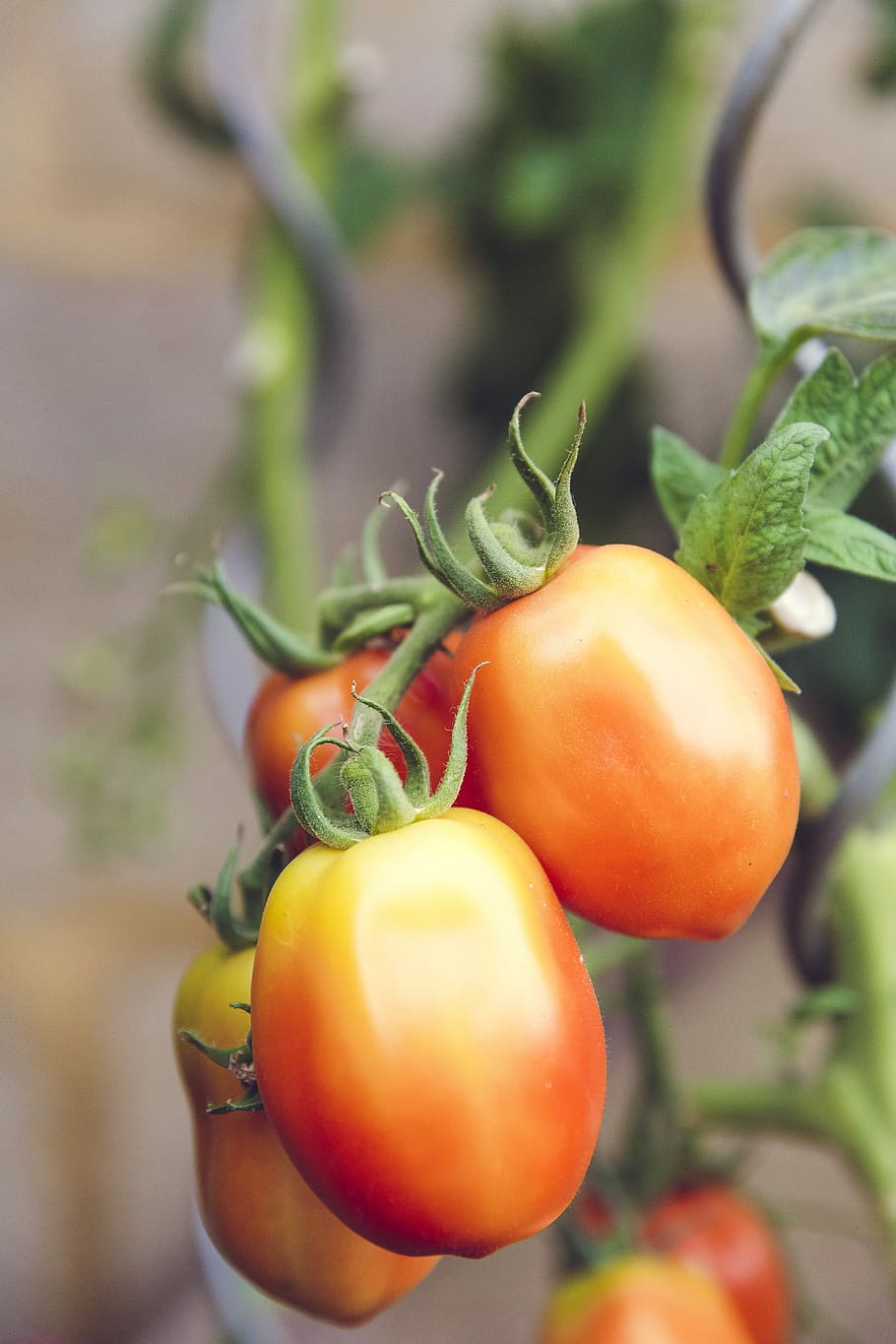 selective focus photography of tomatoes, red tomatoes, vegetable HD wallpaper