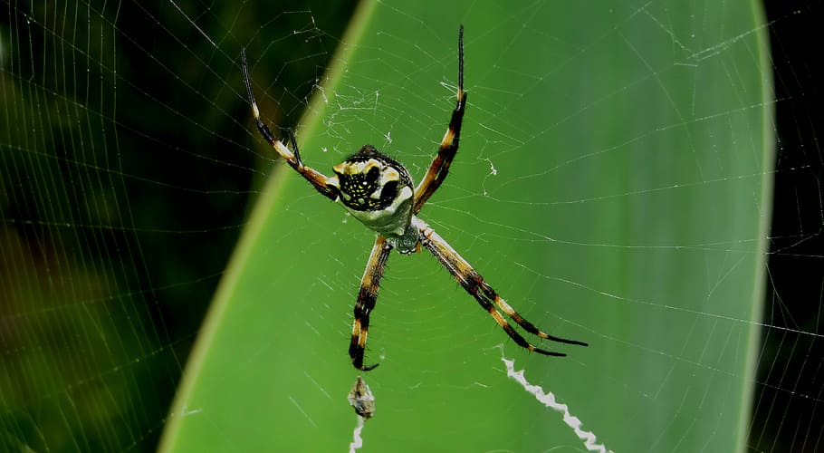 insect, macro, spider, colombia, spider web, arachnid, fragility HD wallpaper