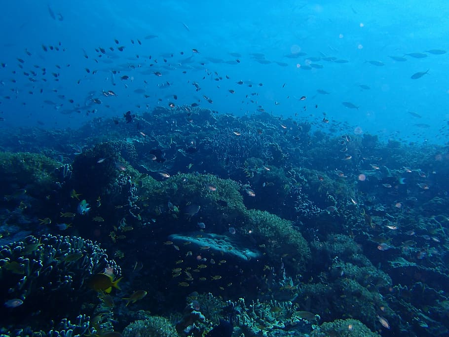 fish, sea, ocean, underwater, undersea, sea life, animals in the wild HD wallpaper