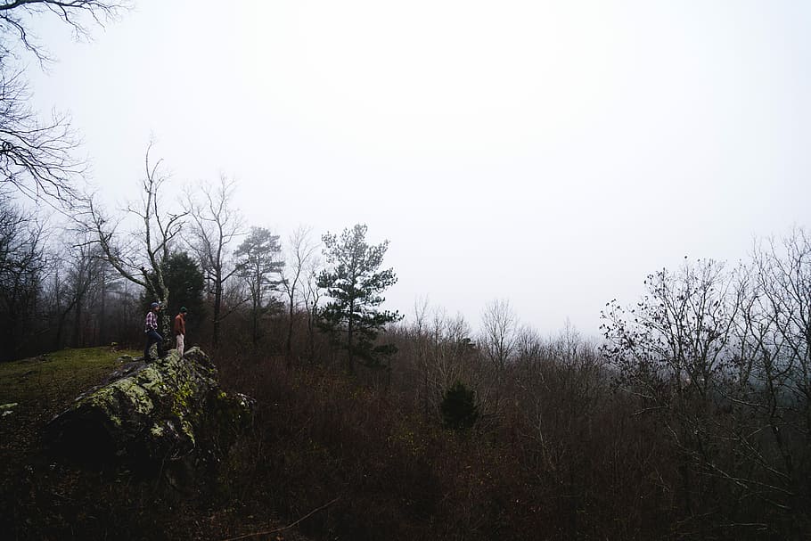 brown fields during daytime photography, leafless trees, forest HD wallpaper