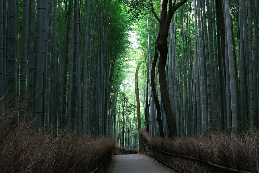 empty pathway between bamboo trees, pathway between bamboo tree HD wallpaper