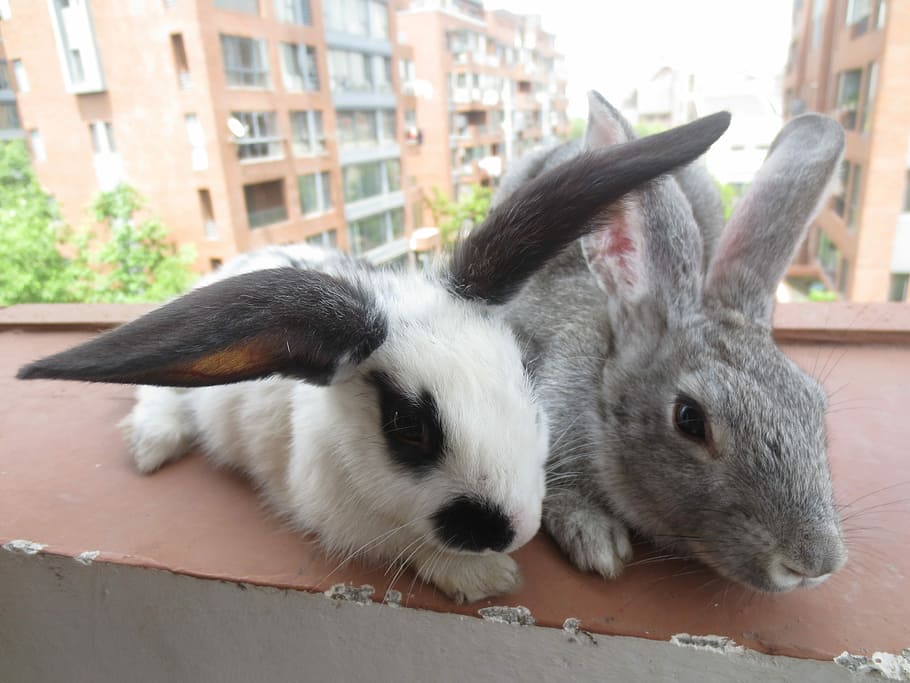 Love, Rabbit, Warm, animal themes, day, no people, outdoors HD wallpaper