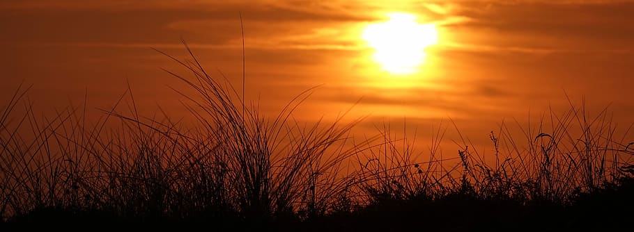 sunset, dawn, panoramic, sky, plant, scenics - nature, sunlight HD wallpaper