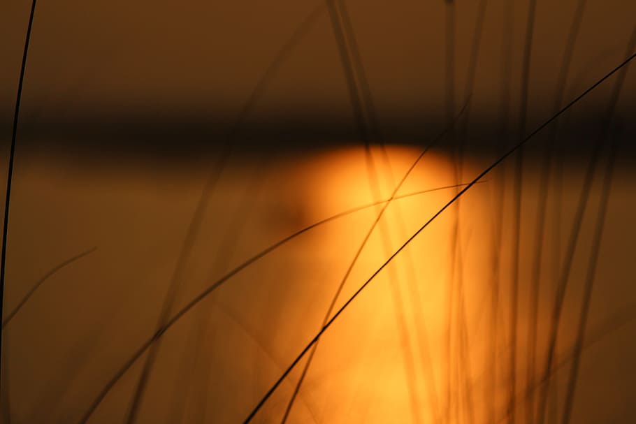 grass, river, grass beside river, blurry, sunset, orange color HD wallpaper