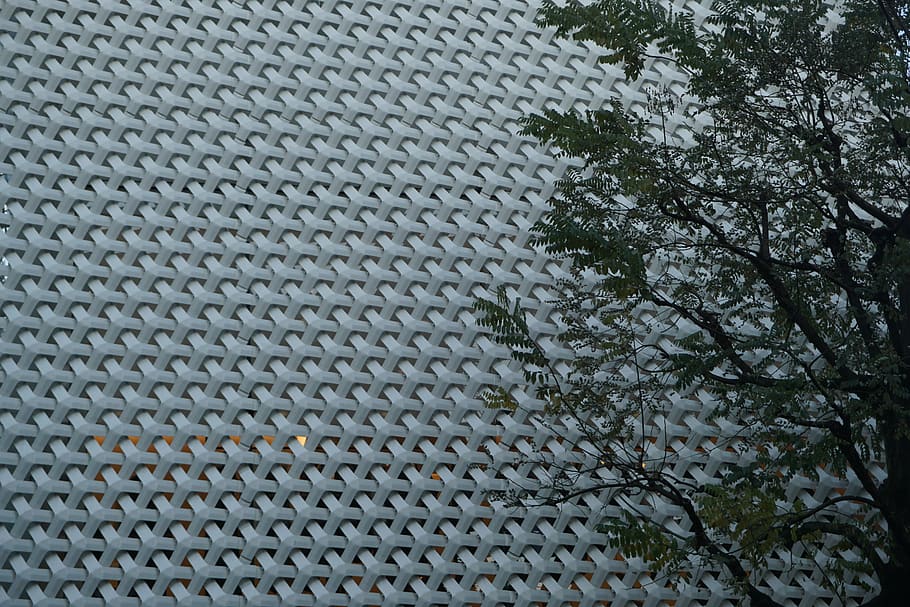 geometry, architecture, contrast, texture, no people, plant HD wallpaper