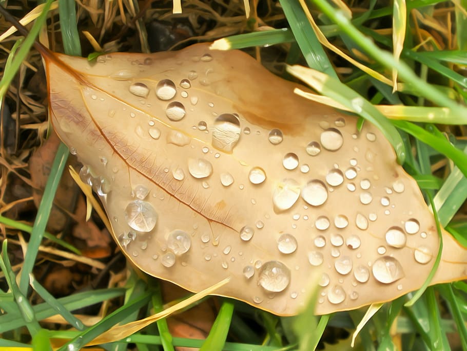 leaf, nature, plant, fall, color, concept, water, droplets HD wallpaper