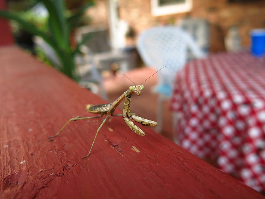 mantis, praying, insect, green, bug, nature, macro, wildlife, HD wallpaper