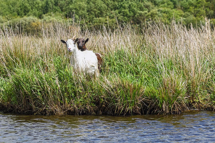 Goat, Marsh, Water, Grass, two, biquette, nature, one animal HD wallpaper