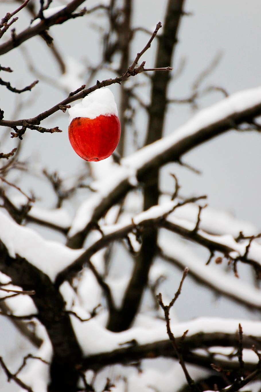 apple, winter, snow, tree, plant, branch, red, food, fruit HD wallpaper