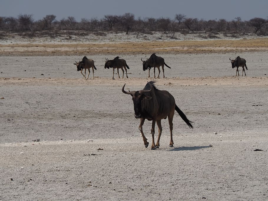 namibia, kudu, etosha, animal themes, mammal, group of animals HD wallpaper