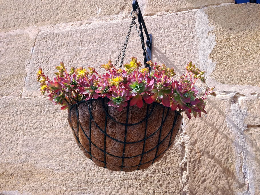 Plant Pot, Flowerpot, Trim, pendant, hang, flowers, pots, sow, HD wallpaper